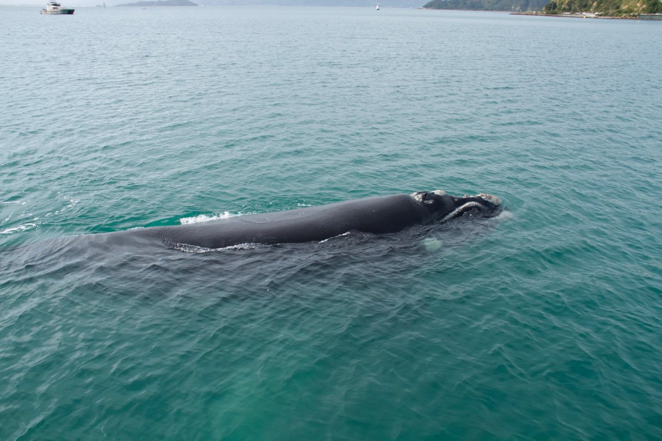 36645598_10156006636943171_4927994640197484544_o