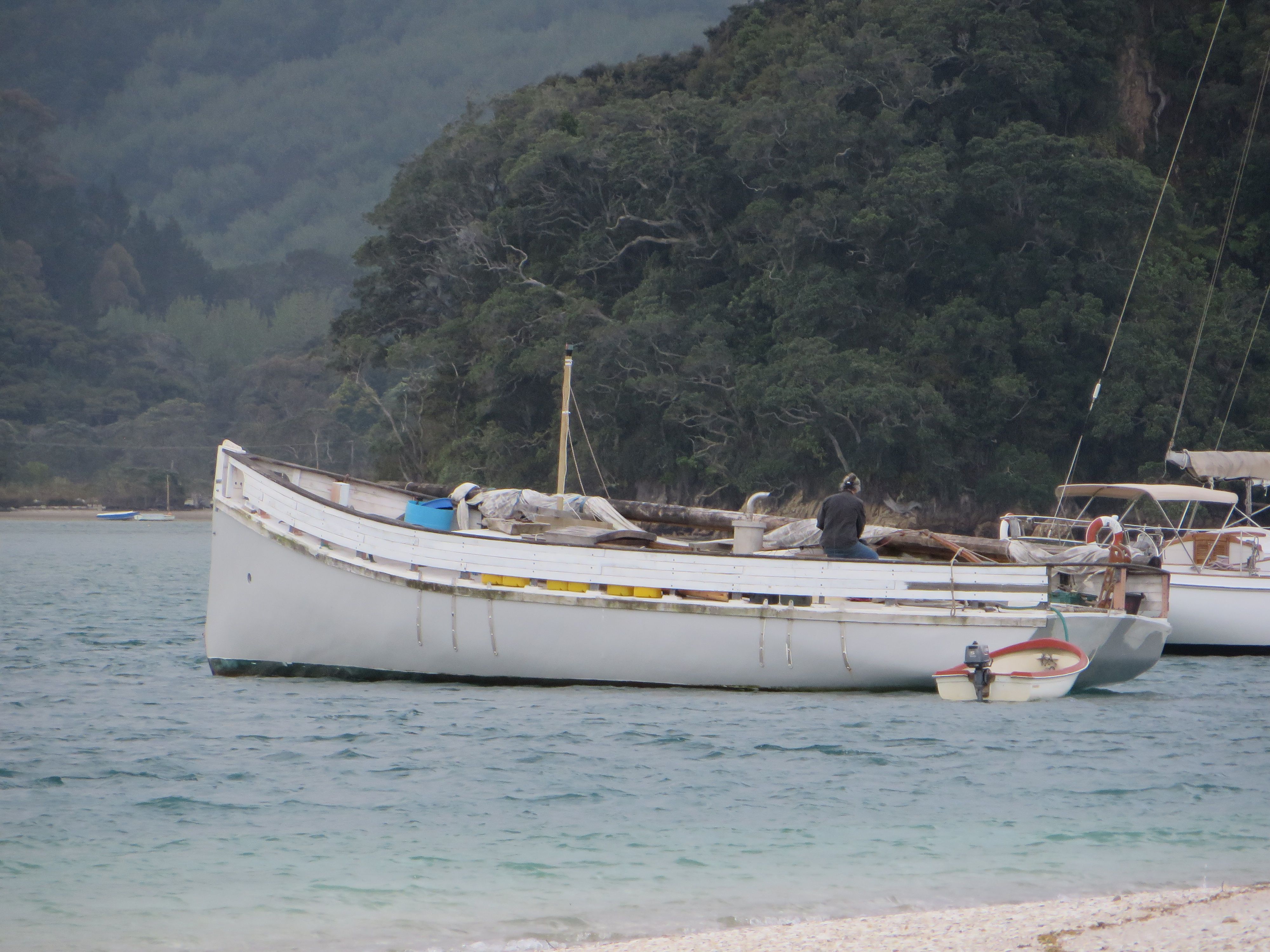 IMG_0478 Interesting woody in Wangateau Harbour