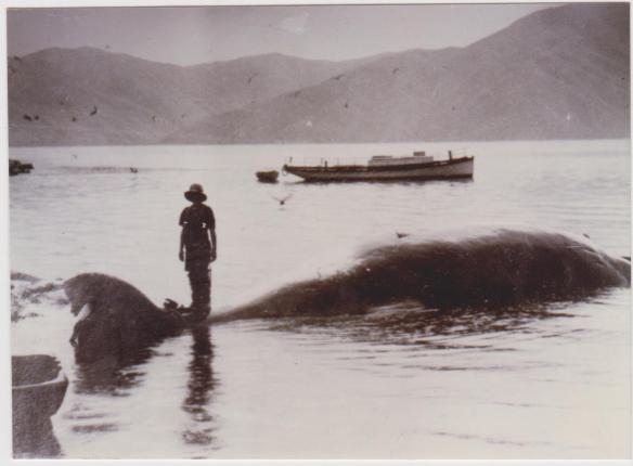 Prima Donna built by Lanes 1911 for Herman &amp; Darcey Baldick 001